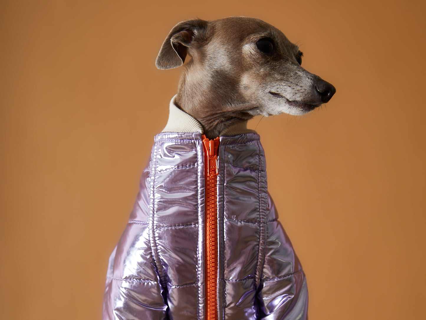 Chaqueta Metálica Lila y Cierre Galgo Italiano / Whippet OPERA