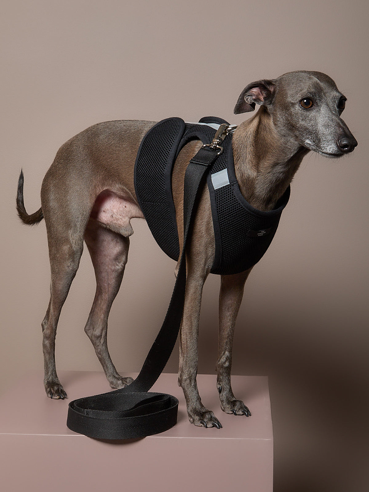 Arnes Neopreno Negro Galgo Italiano / Whippet DRIFT