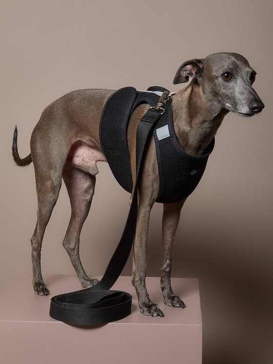 Arnes Neopreno Negro Galgo Italiano / Whippet DRIFT