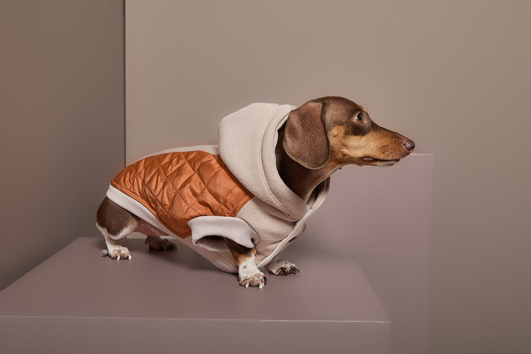 Chaleco Acolchado DUNE para Perro Salchicha
