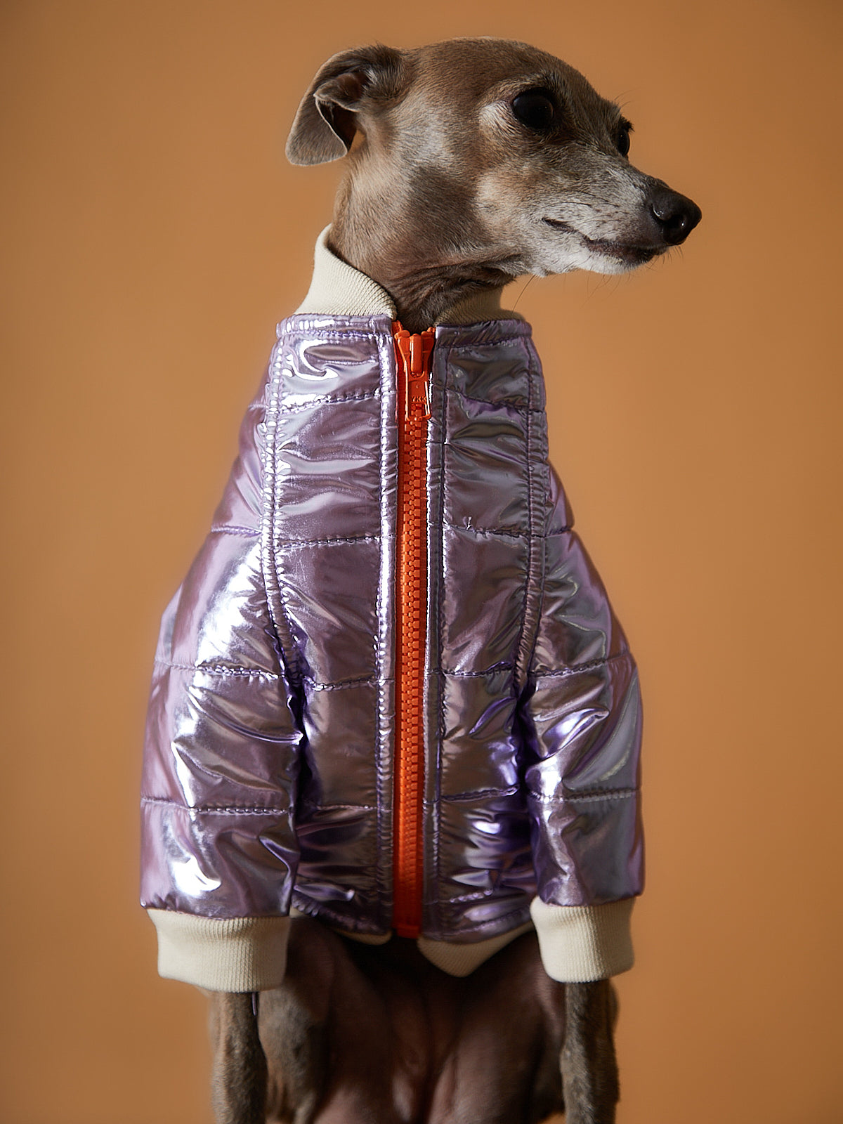 Chaqueta Metálica Lila y Cierre Galgo Italiano / Whippet OPERA