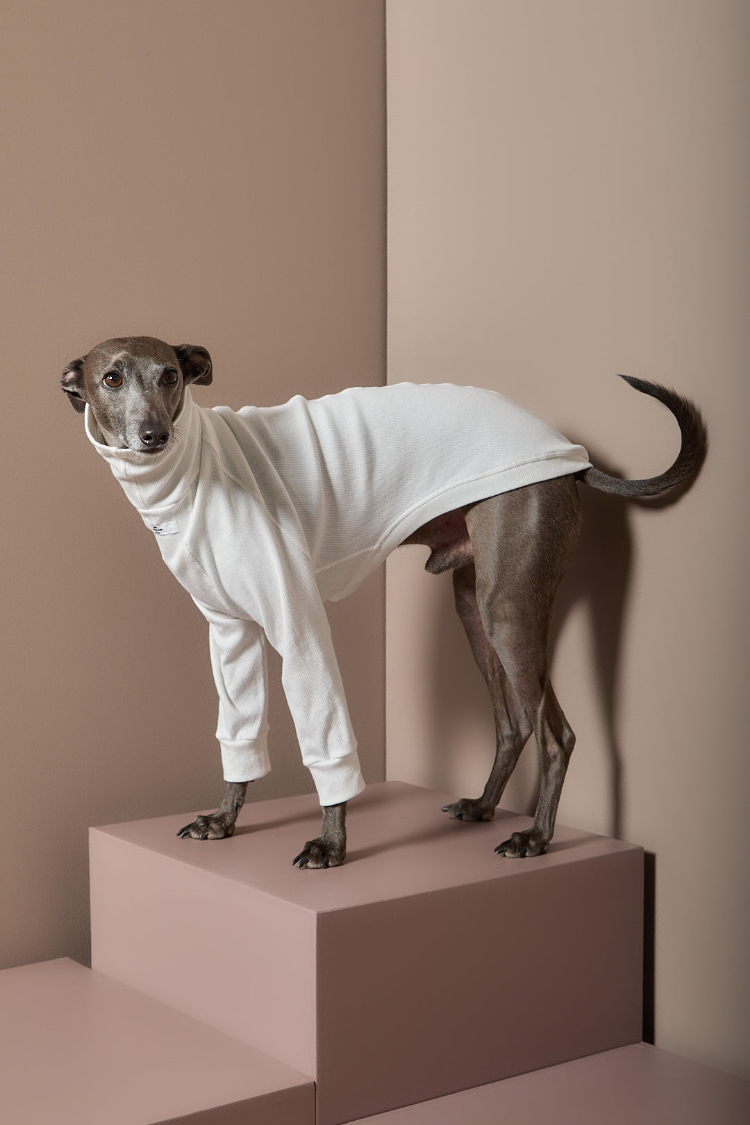Sueter Crema Cuello Tortuga Galgo Italiano / Whippet COVE