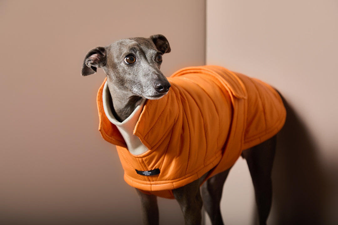 Chaqueta Naranja Acolchada EMBER para Galgo Italiano / Whippet