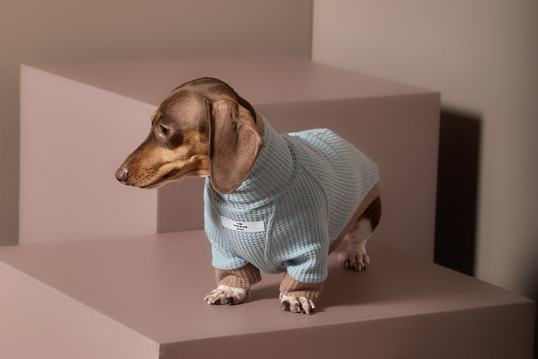 Sueter Waffle Azul GRAIN para perro Salchicha