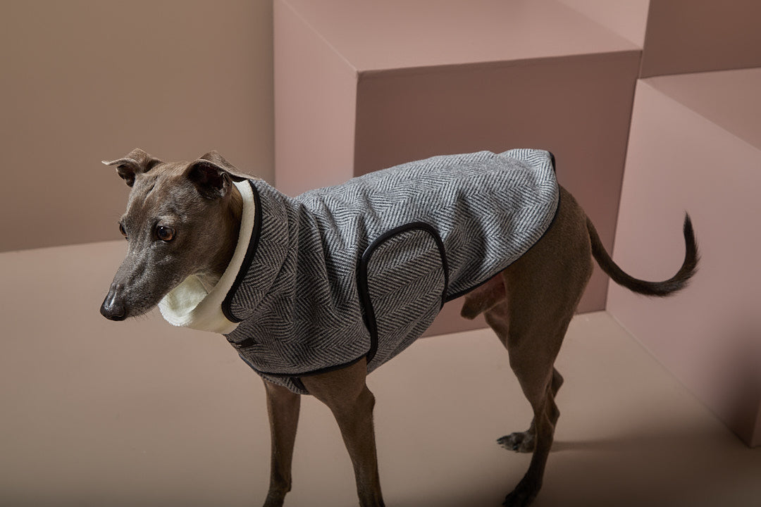 Chaqueta Gris en Espina de Pescado Galgo Italiano / Whippet TWILL