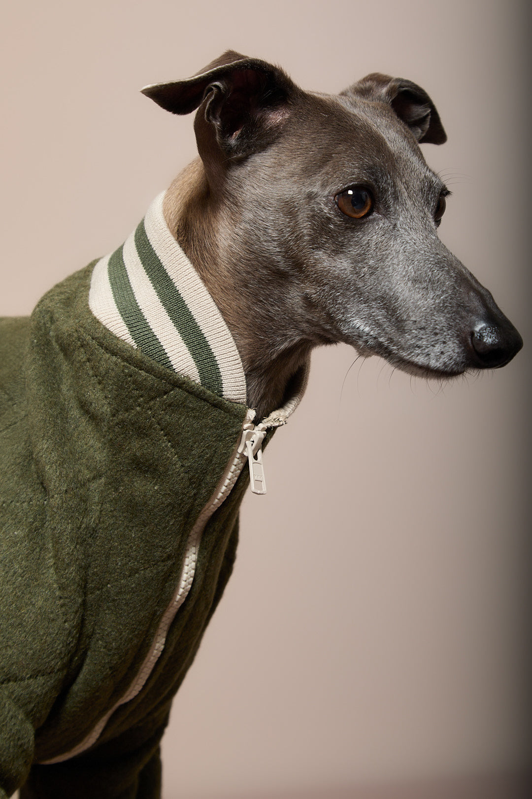 Chaqueta Bomber Verde Galgo Italiano / Whippet MOSS
