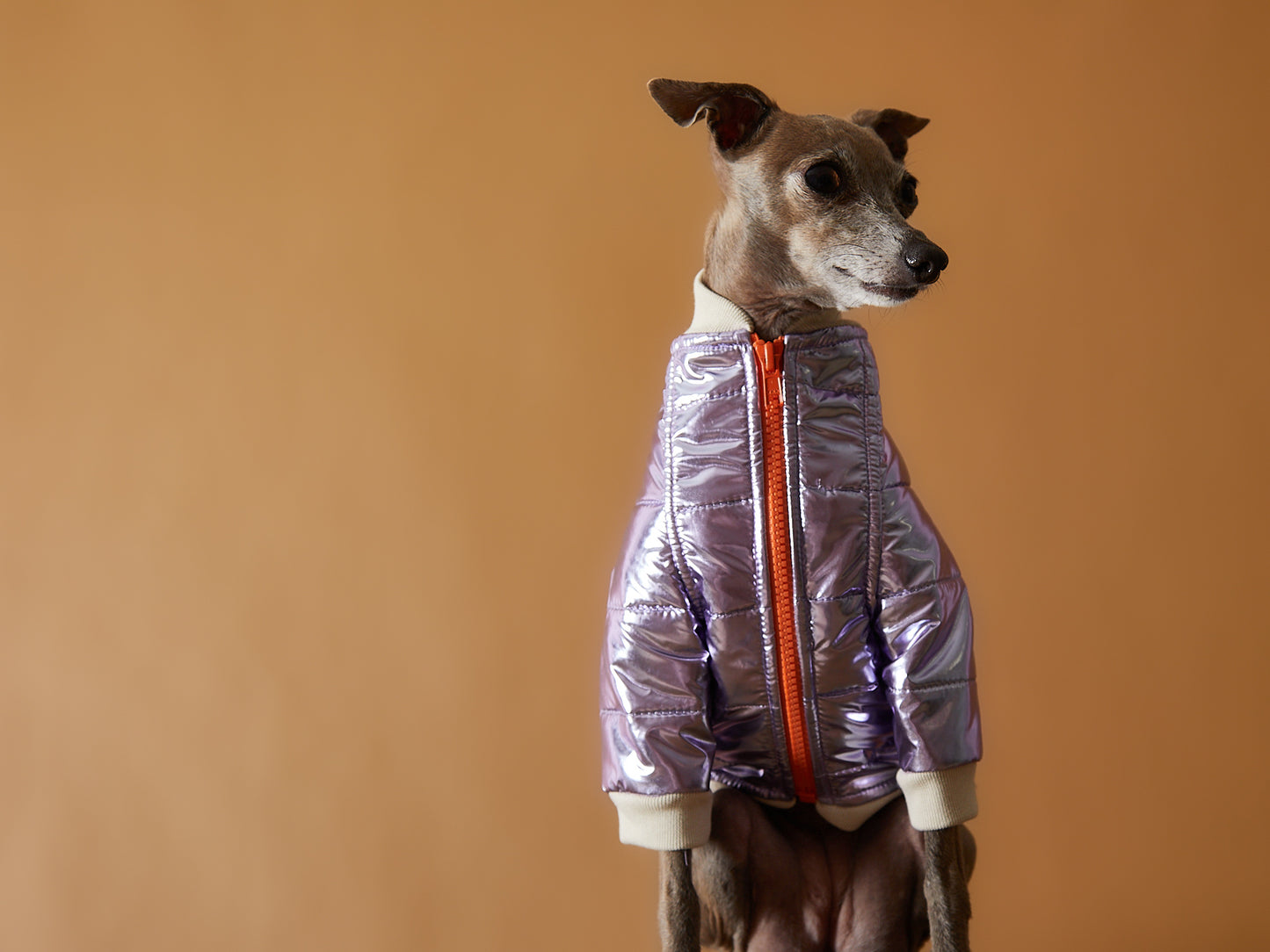 Chaqueta Metálica Lila y Cierre Galgo Italiano / Whippet OPERA