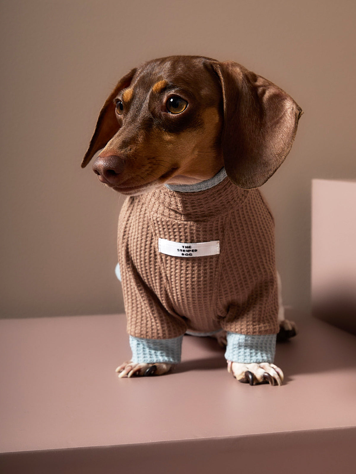 Sueter Waffle Moka GRAIN para Perro Salchicha