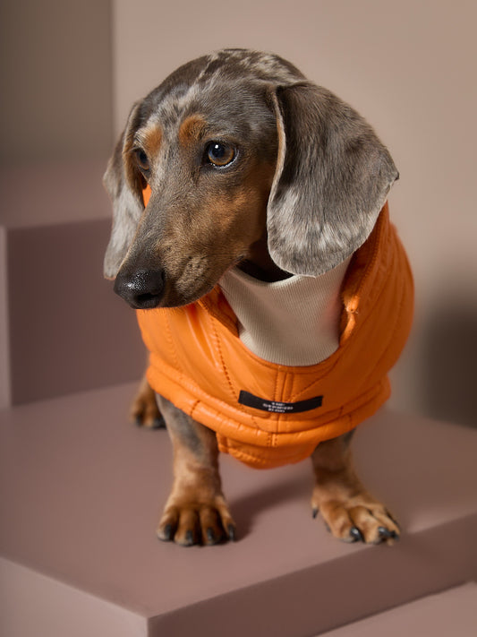 Chaqueta Naranja Acolchada EMBER para Perro Salchicha