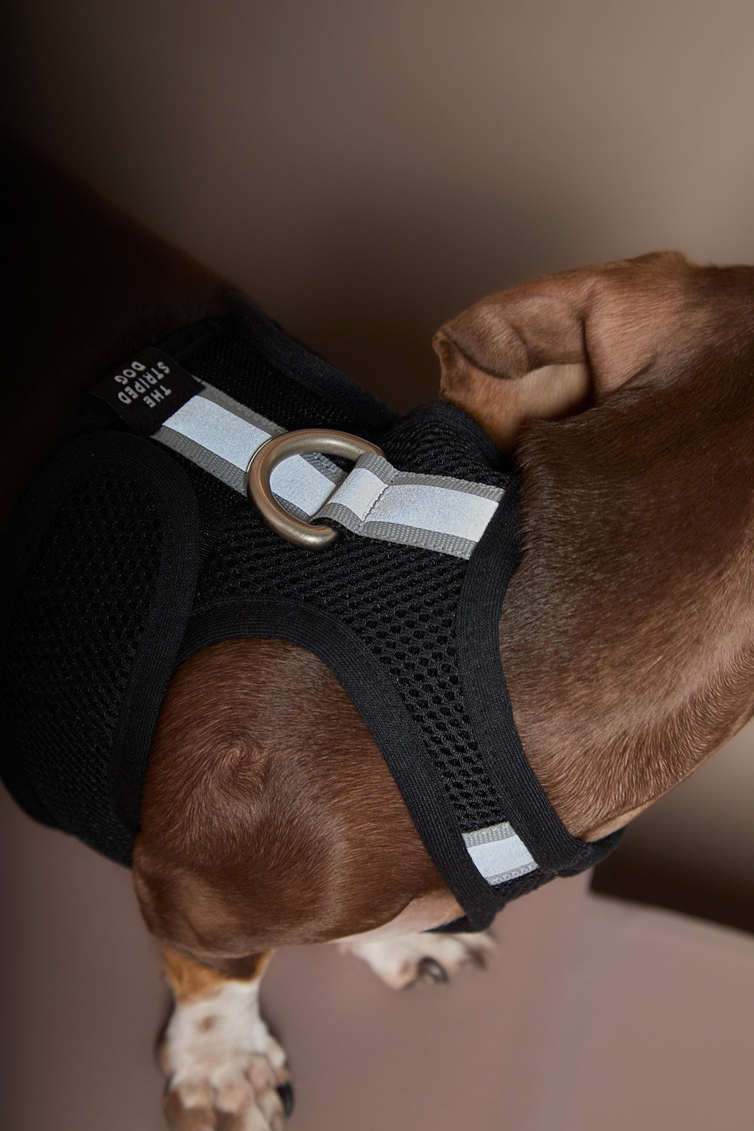 Arnes Neopreno Negro DRIFT