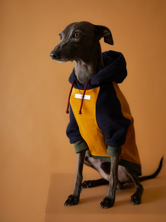 Buzo Tricolor  Galgo Italiano / Whippet GABRIELLE
