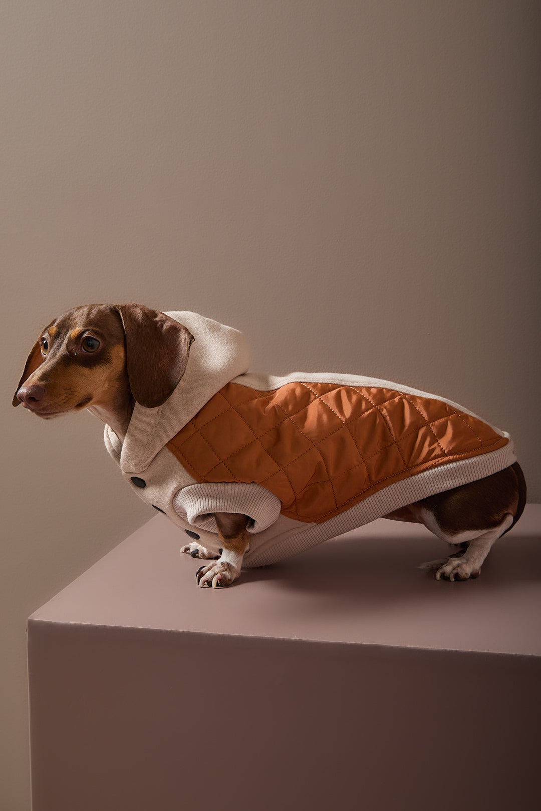 Chaleco Acolchado DUNE para Perro Salchicha
