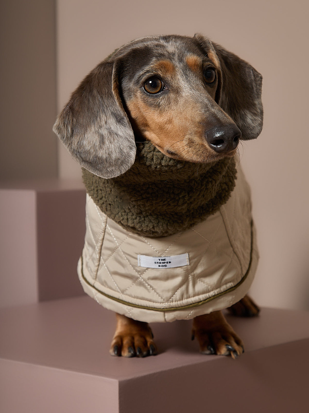 Capa Beige Salchicha FAWN