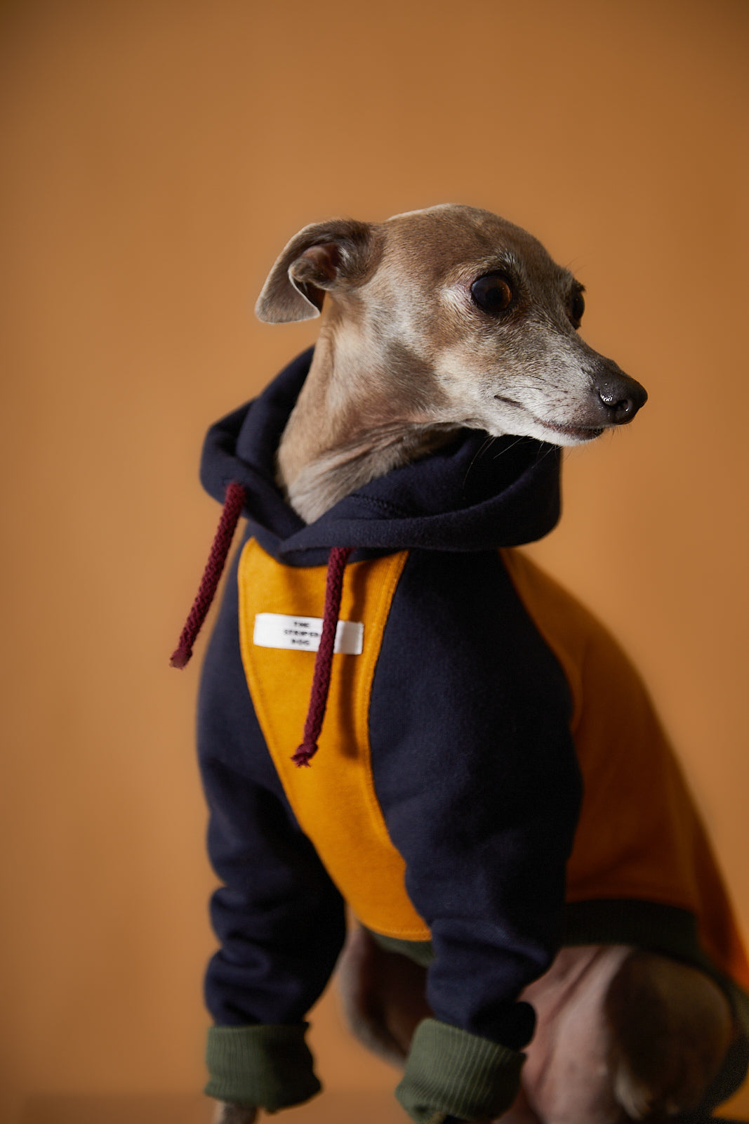 Buzo Tricolor  Galgo Italiano / Whippet GABRIELLE