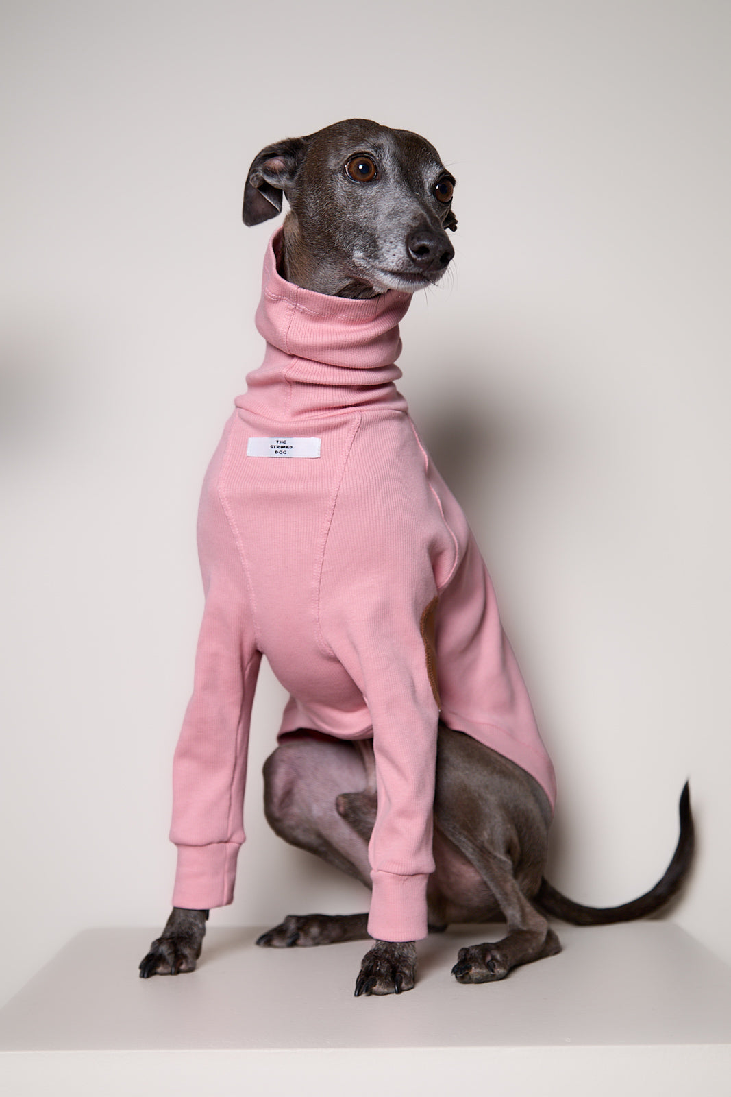 Sueter de Rib Cuello Tortuga Rosado y Parches MIST para Galgo Italiano / Whippet