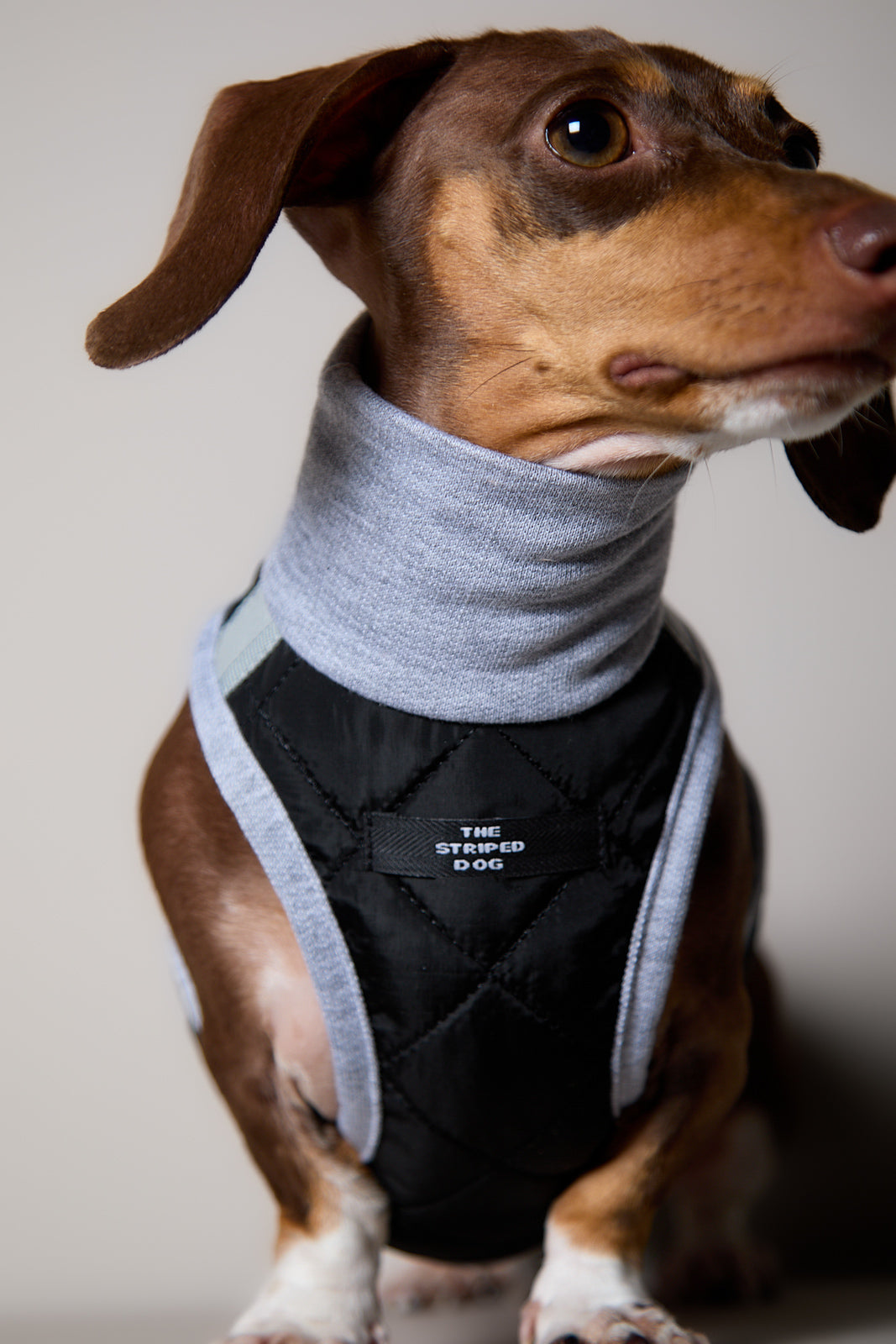 Arnes Cuello Tortuga Negro GADE para Perro Salchicha
