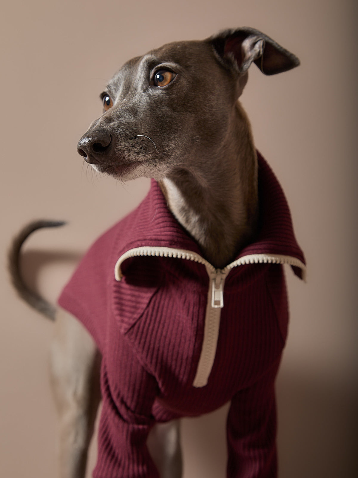 Sueter Vinotinto con Cierre Galgo Italiano / Whippet KNIT