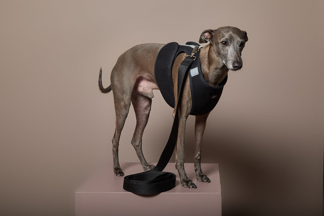 Arnes Neopreno Negro Galgo Italiano / Whippet DRIFT