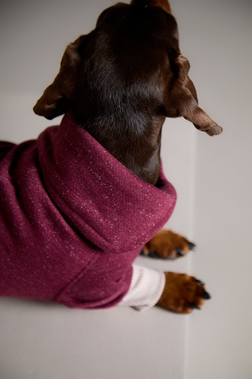 Sueter Cuello Alto Vinotinto DUSK para Perro Salchicha