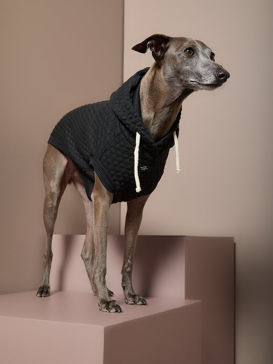 Chaleco Negro Texturizado con Capucha Galgo Italiano / Whippet BIRCH