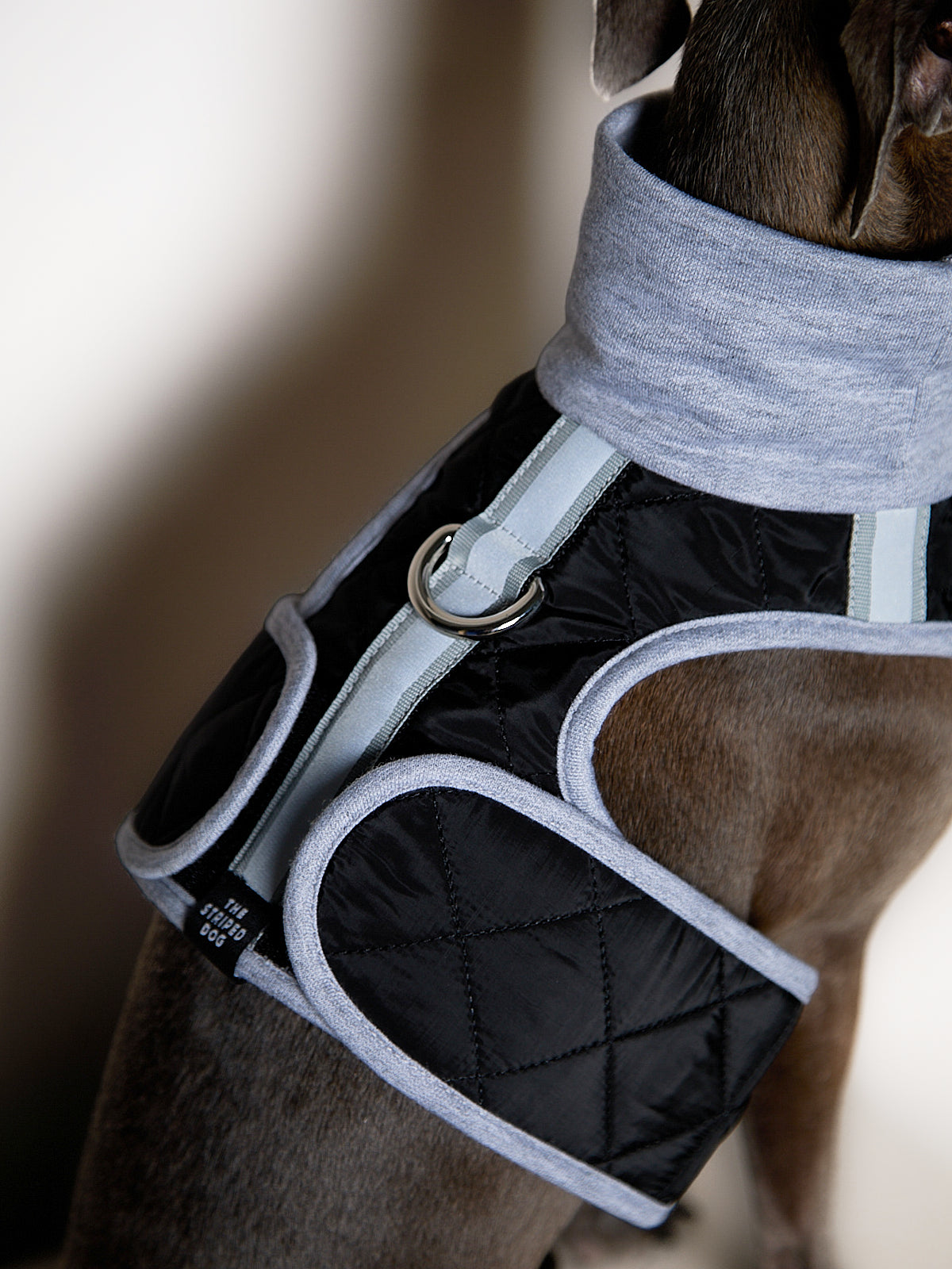 Arnes Cuello Tortuga Negro GADE para Galgo Italiano / Whippet