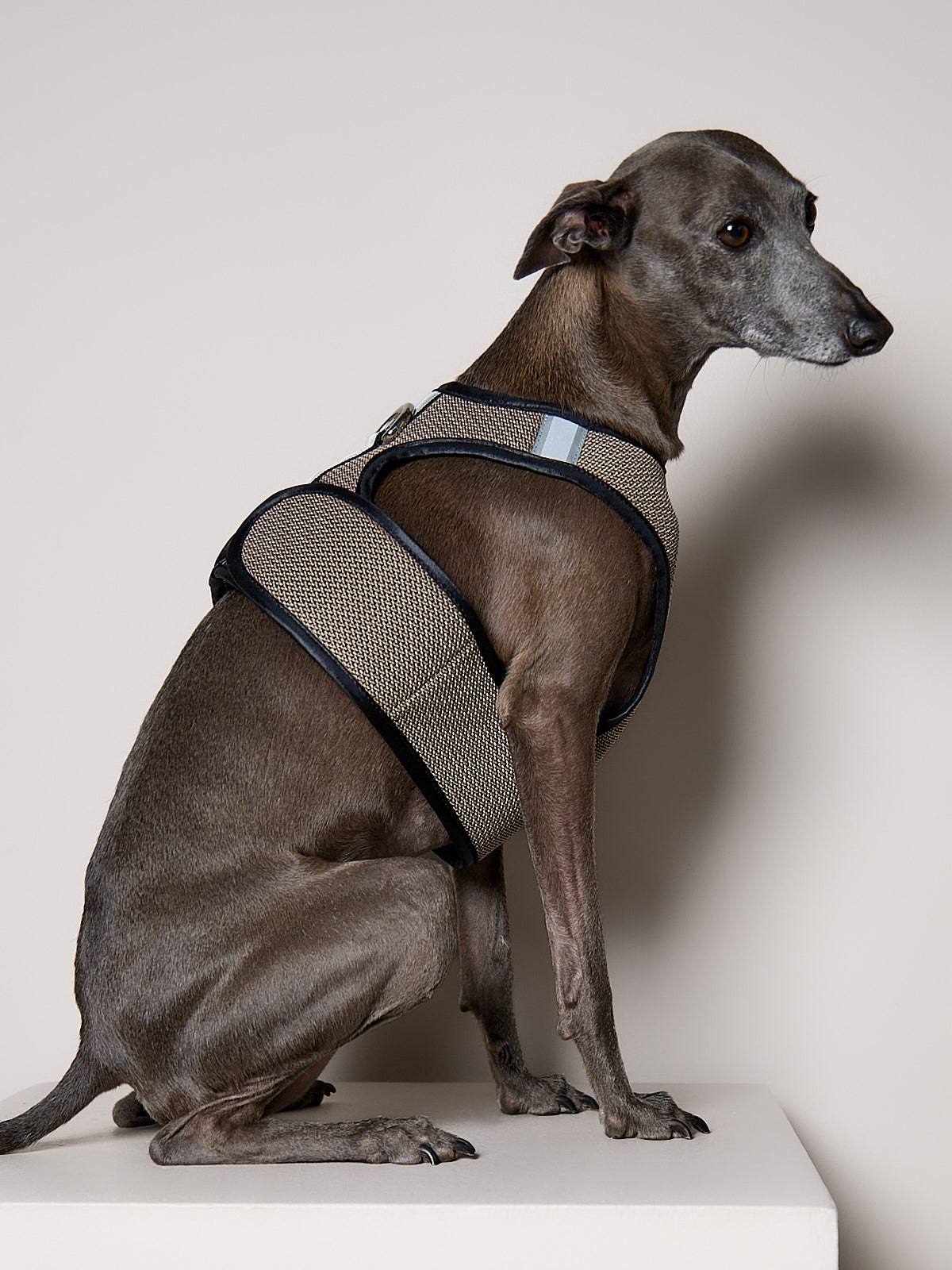 Arnes de Malla Tabaco COBBLESTONE para Galgo Italiano / Whippet