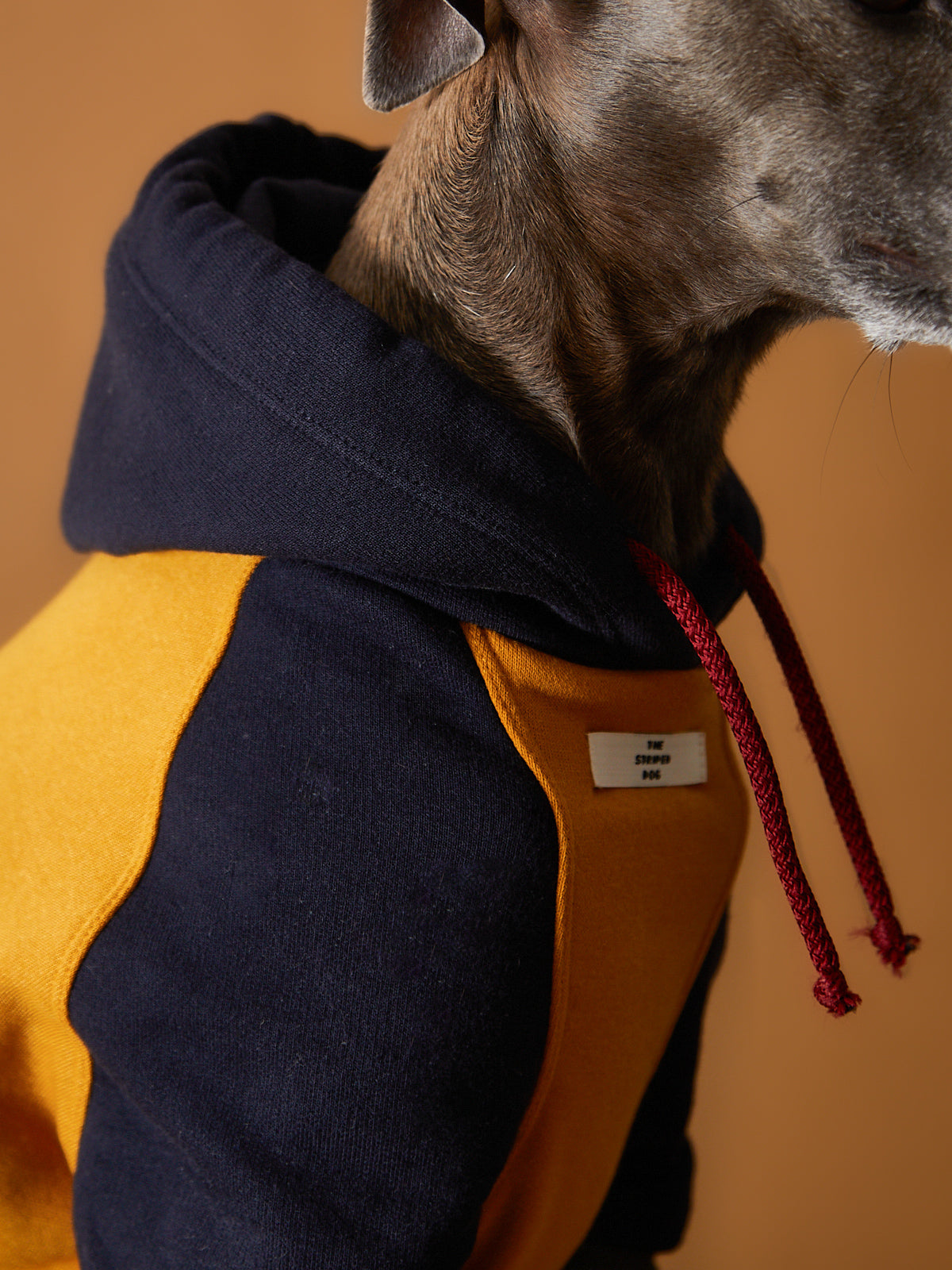 Buzo Tricolor  Galgo Italiano / Whippet GABRIELLE