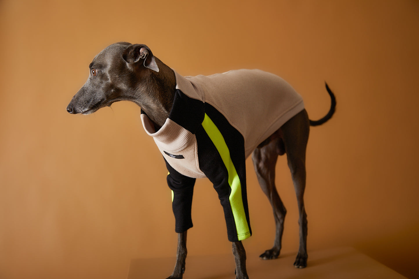 Sueter Cuello Tortuga Galgo Italiano / Whippet BELLE