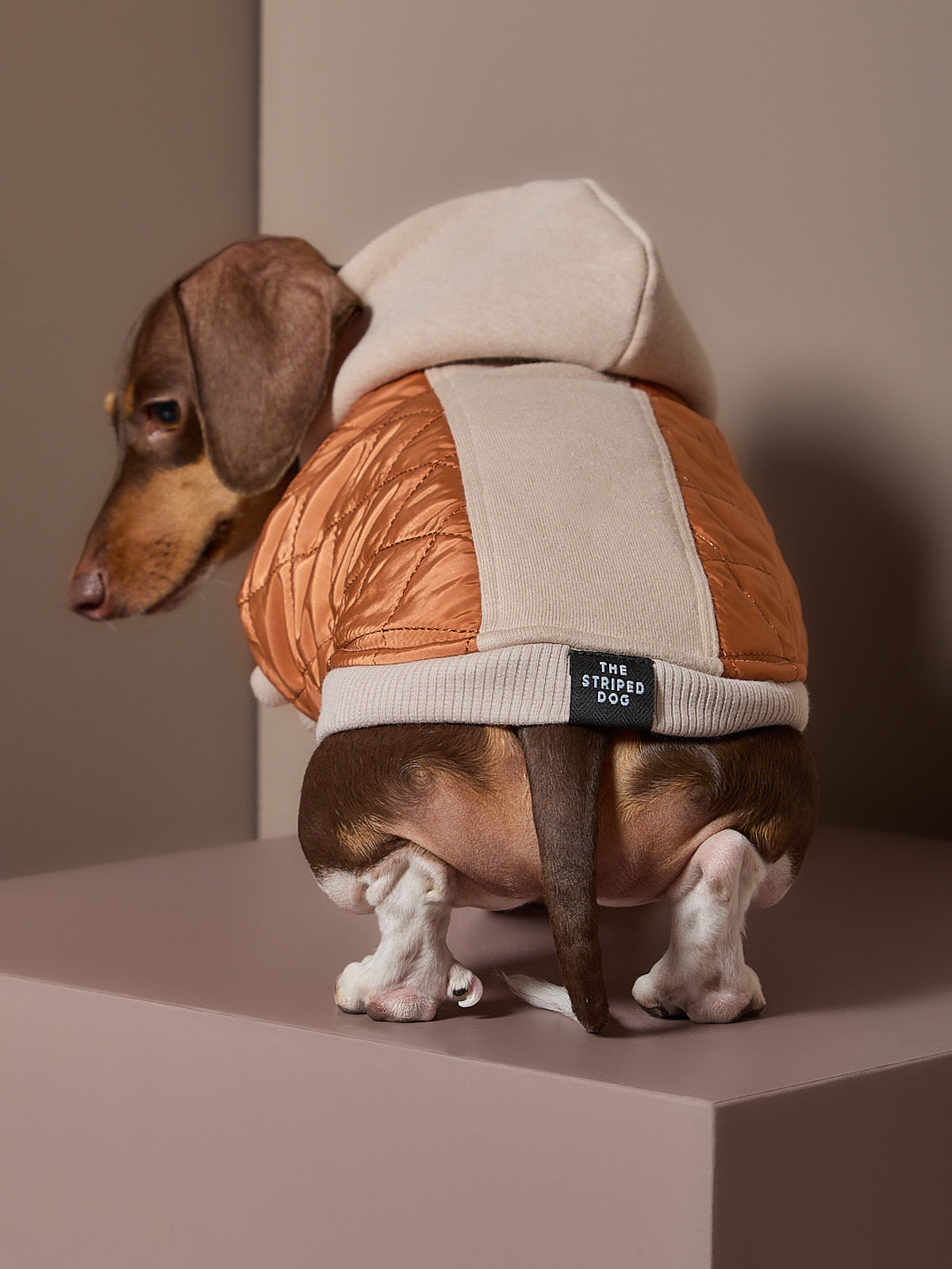 Chaleco Acolchado DUNE para Perro Salchicha