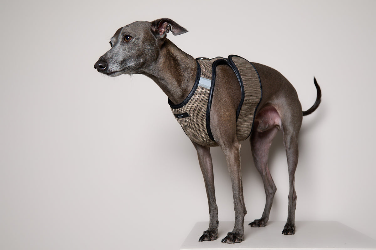 Arnes de Malla Tabaco COBBLESTONE para Galgo Italiano / Whippet