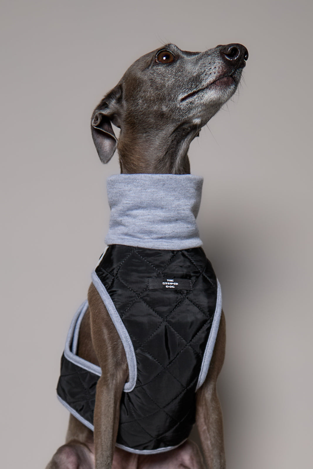 Arnes Cuello Tortuga Negro GADE para Galgo Italiano / Whippet