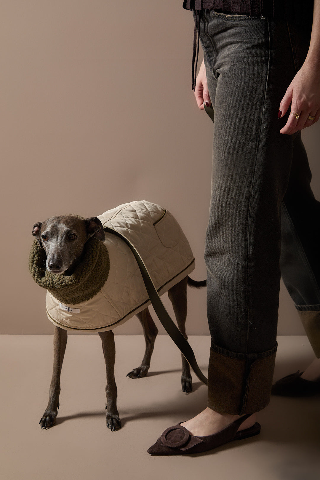 Capa Beige Galgo Italiano / Whippet FAWN