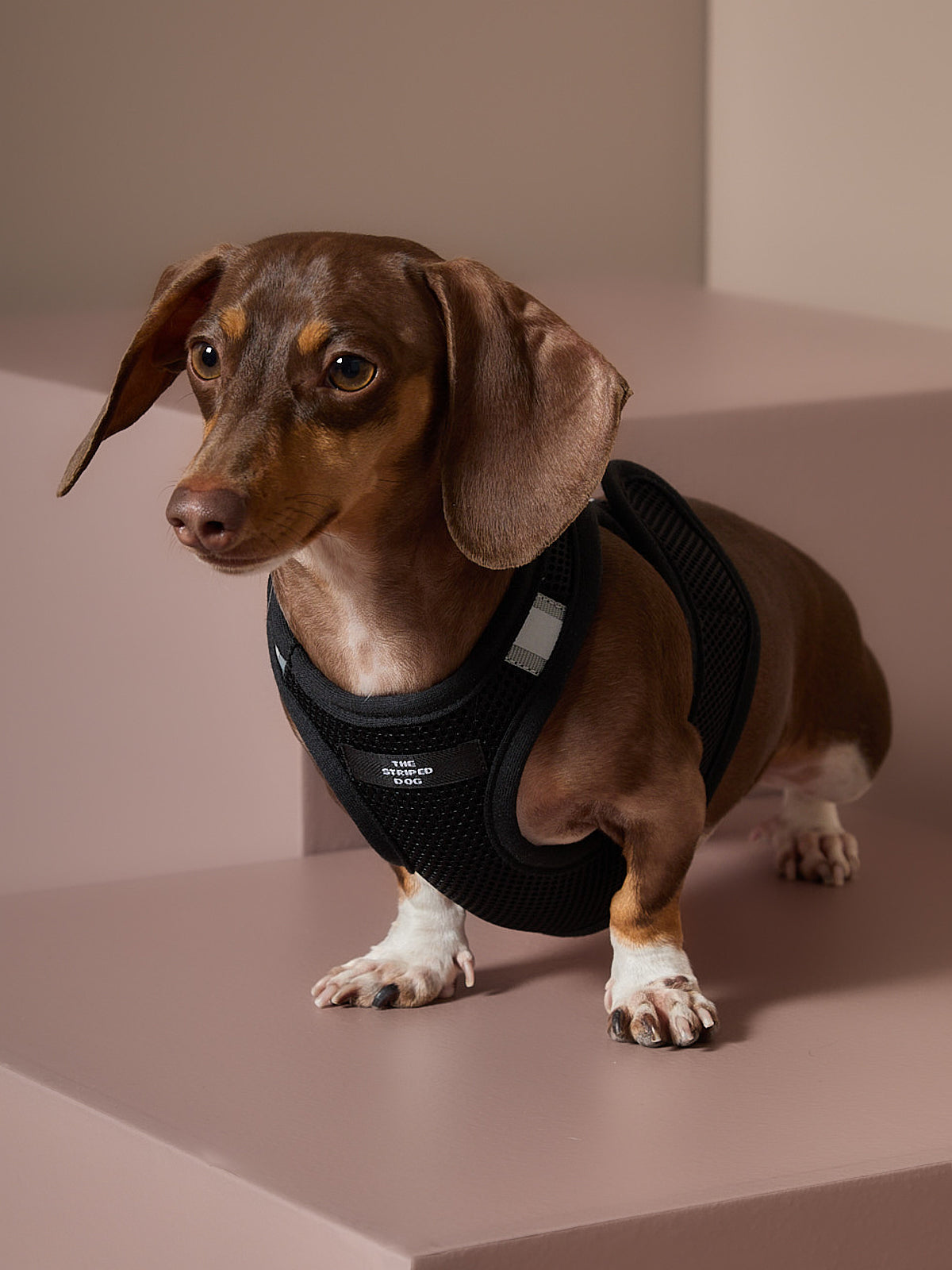 Arnes Neopreno Negro DRIFT