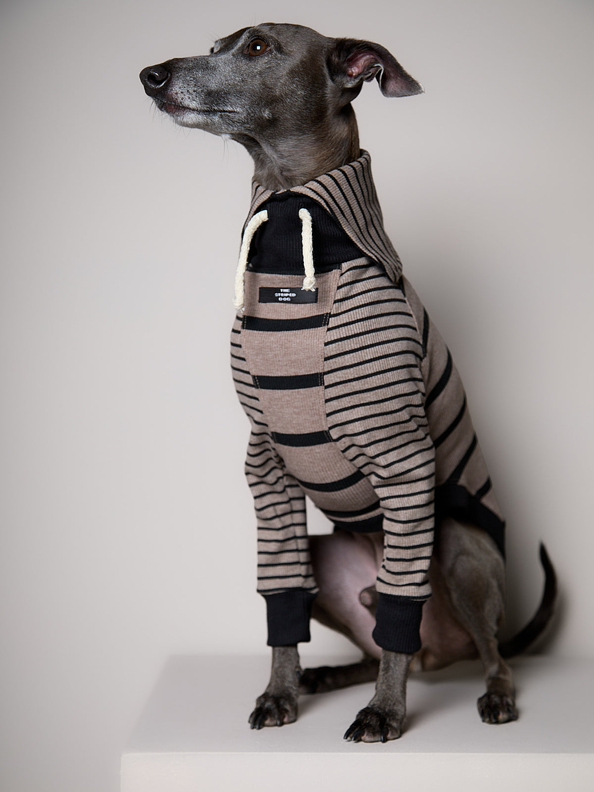 Sueter de Rayas Taupe y Negro LINE para Galgo Italiano / Whippet