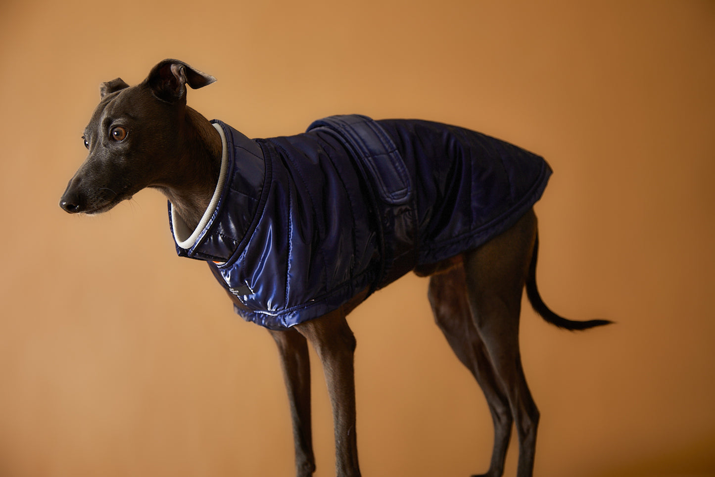 Chaqueta Azul Impermeable Cuello Tortuga Galgo Italiano / Whippet RUE