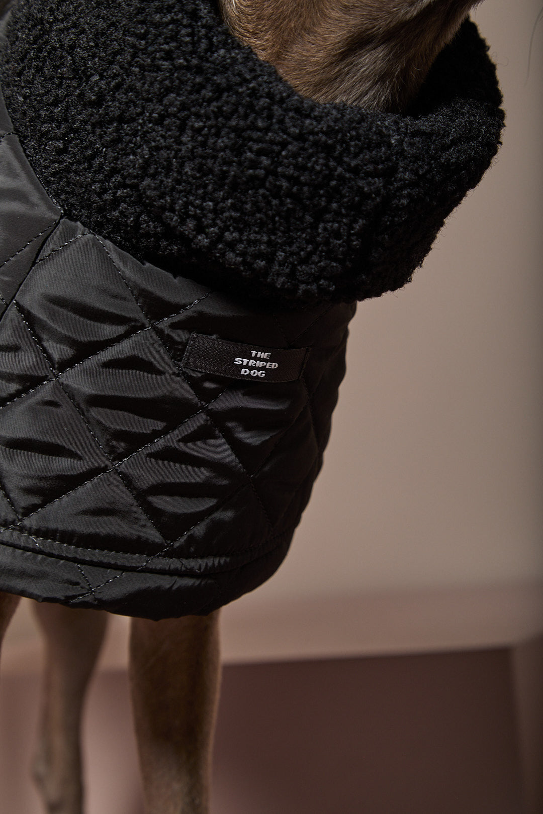 Capa Negra Cuello Tortuga Galgo Italiano / Whippet HIRO