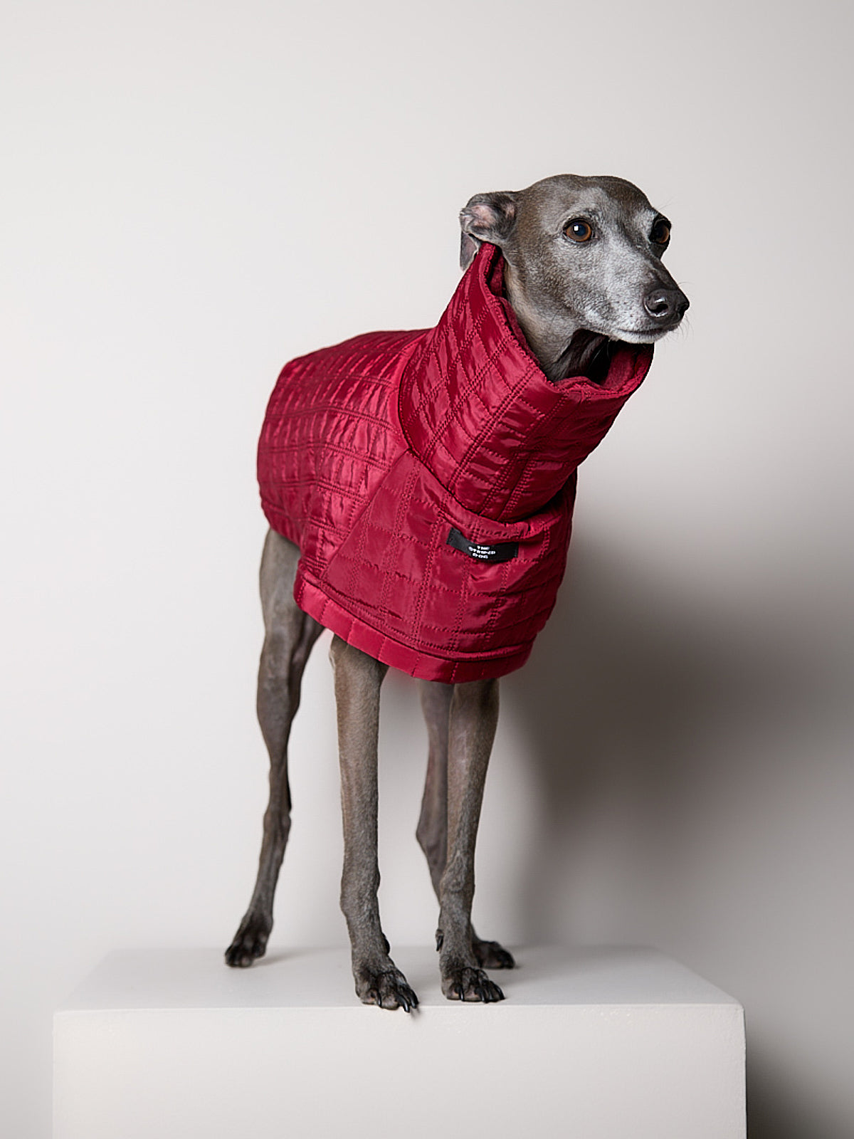 Chaqueta Acolchada Cuello Tortuga Vinotinto VELA para Galgo Italiano / Whippet