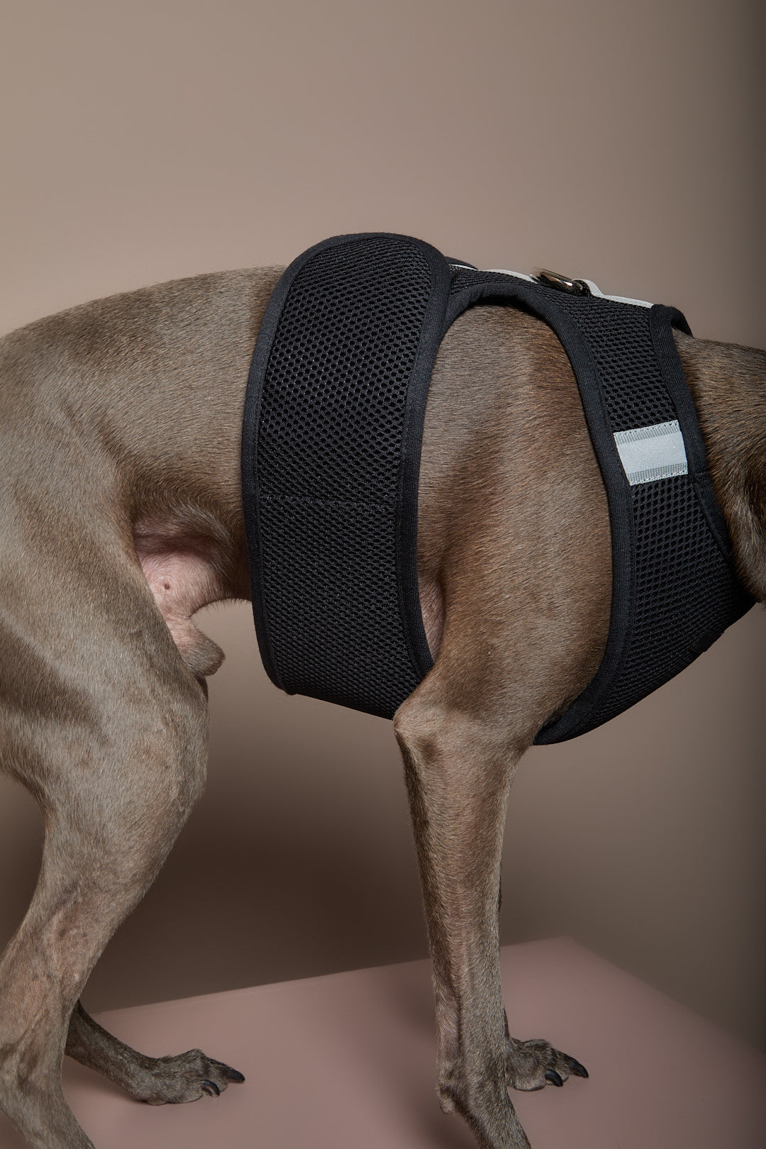 Arnes Neopreno Negro Galgo Italiano / Whippet DRIFT