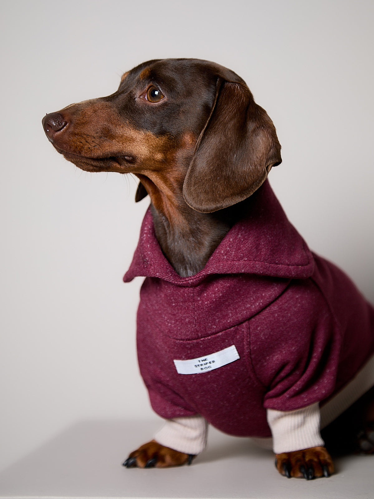 Sueter Cuello Alto Vinotinto DUSK para Perro Salchicha