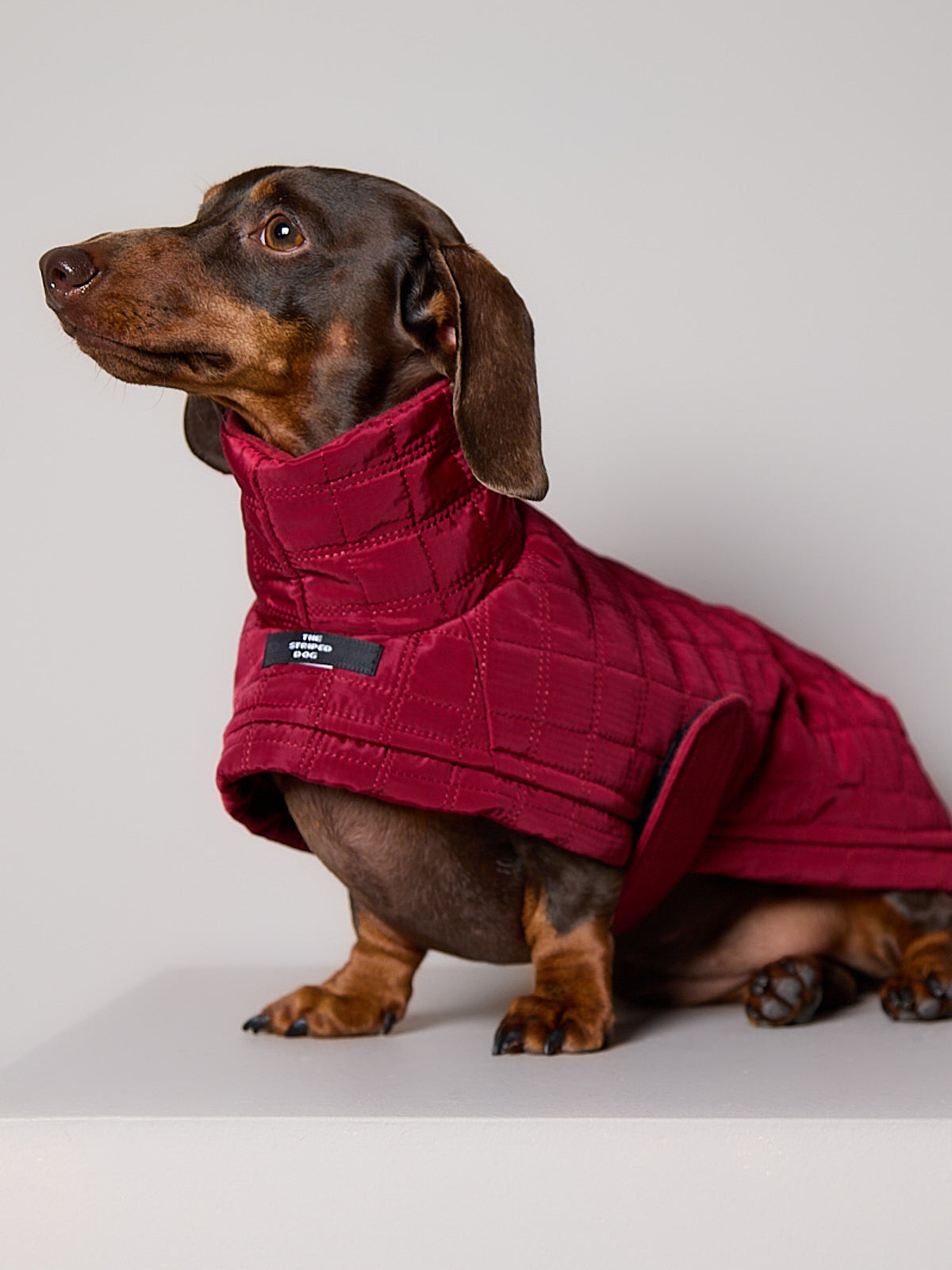 Chaqueta Acolchada Cuello Tortuga Vinotinto VELA para Perro Salchicha
