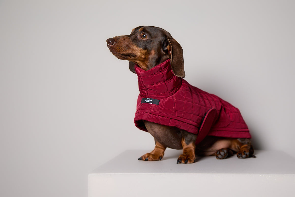 Chaqueta Acolchada Cuello Tortuga Vinotinto VELA para Perro Salchicha