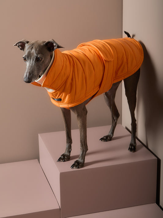 Chaqueta Naranja Acolchada EMBER para Galgo Italiano / Whippet