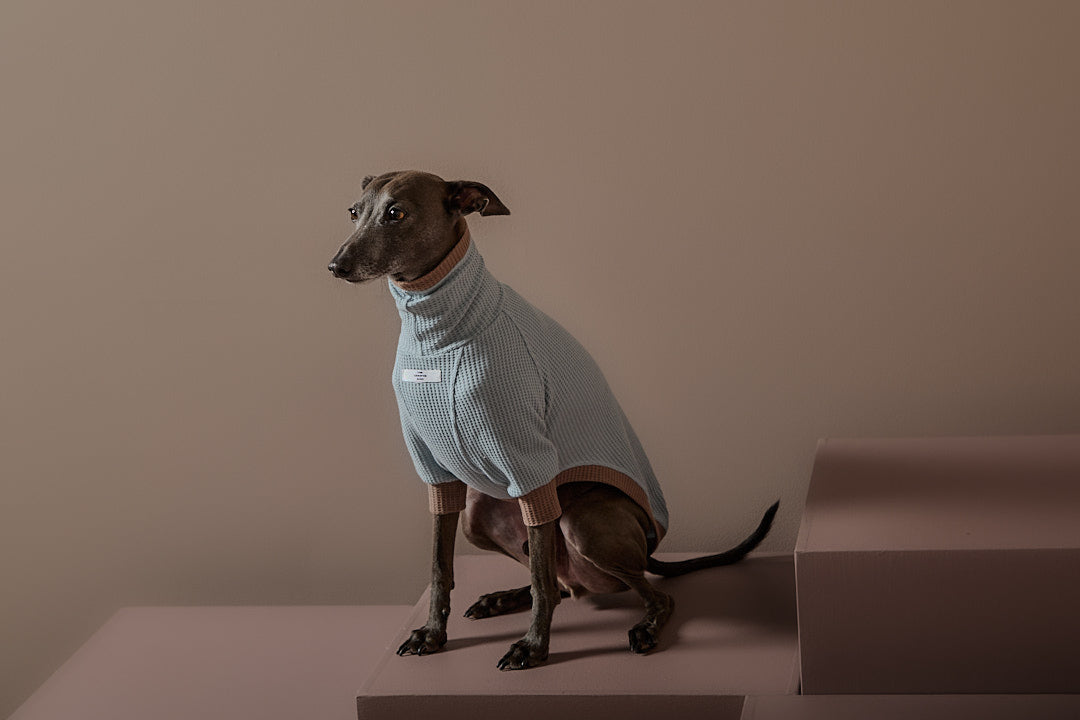 Sueter Waffle Azul GRAIN para Galgo Italiano / Whippet