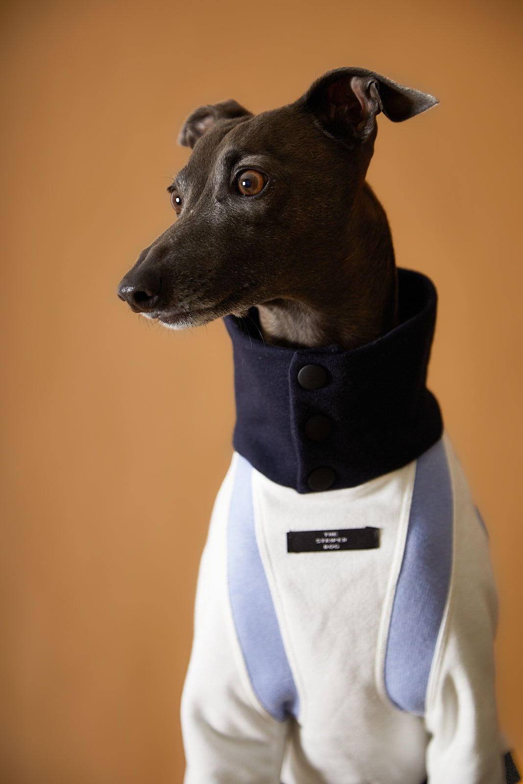 Sueter Tricolor Cuello Tortuga Galgo Italiano / Whippet EMILY