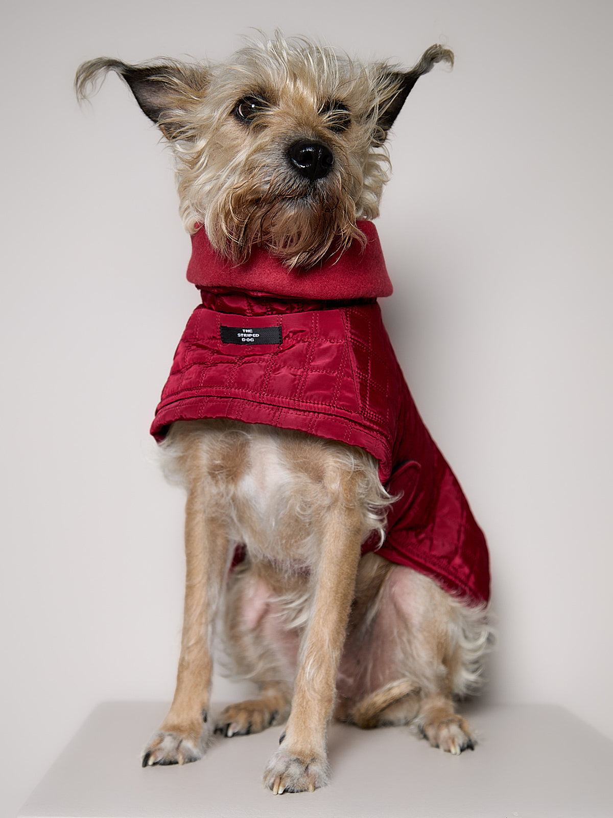 Chaqueta Acolchada Cuello Tortuga Vinotinto VELA para perro Standard