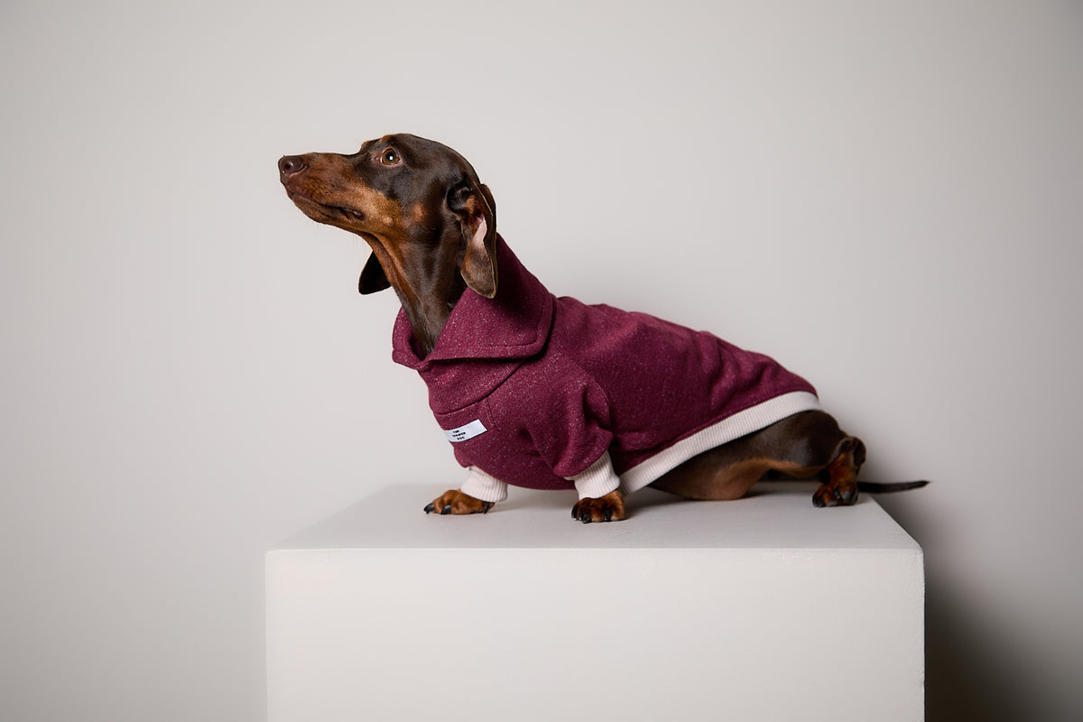 Sueter Cuello Alto Vinotinto DUSK para Perro Salchicha