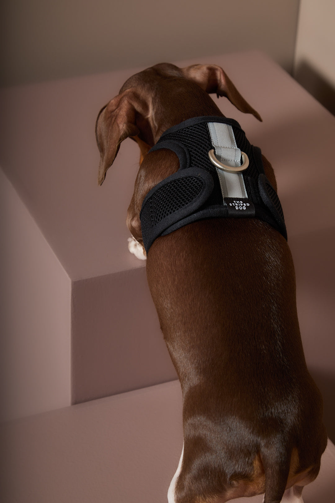 Arnes Neopreno Negro DRIFT