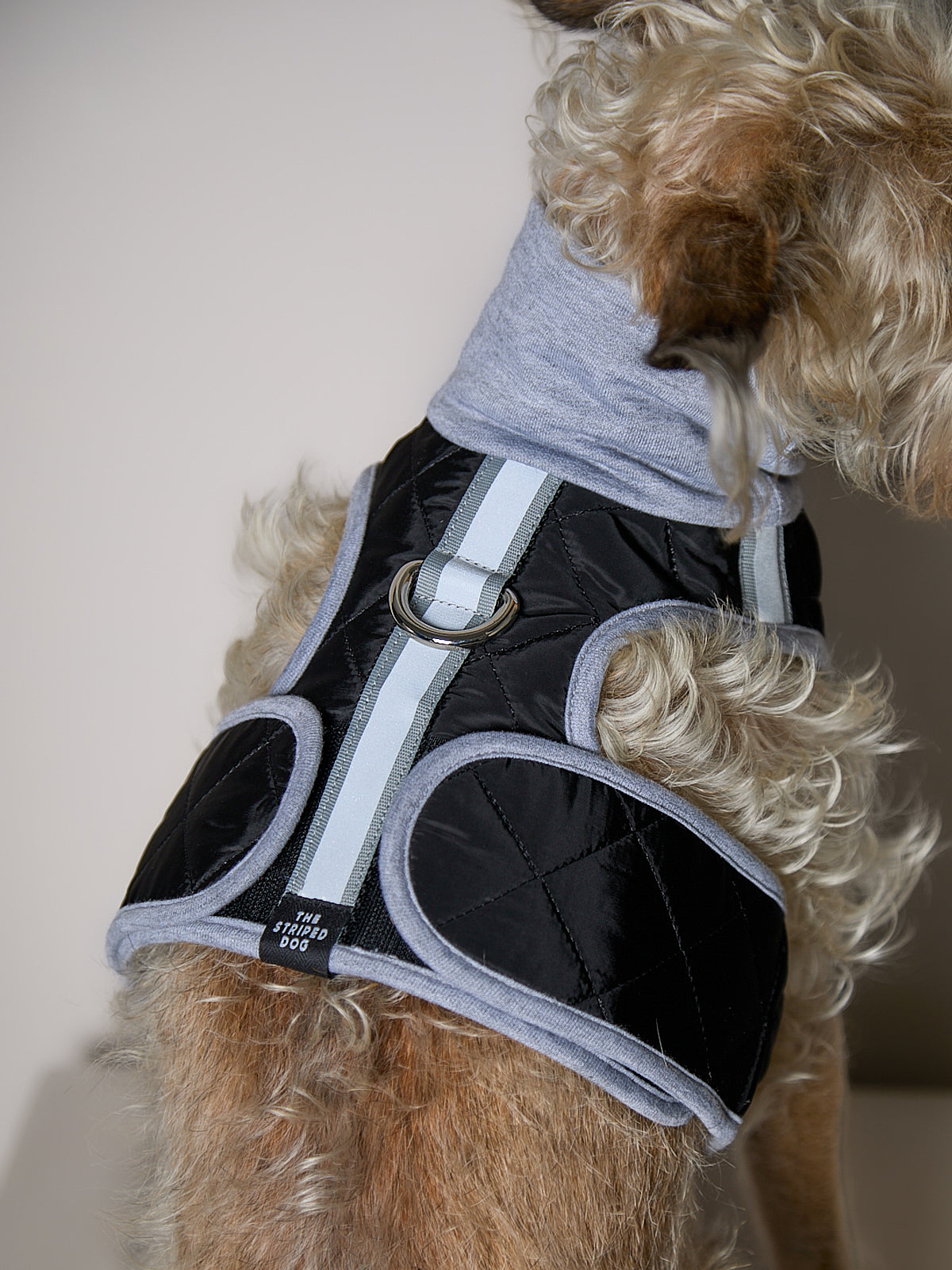 Arnes Cuello Tortuga Negro GADE para Perro Standard