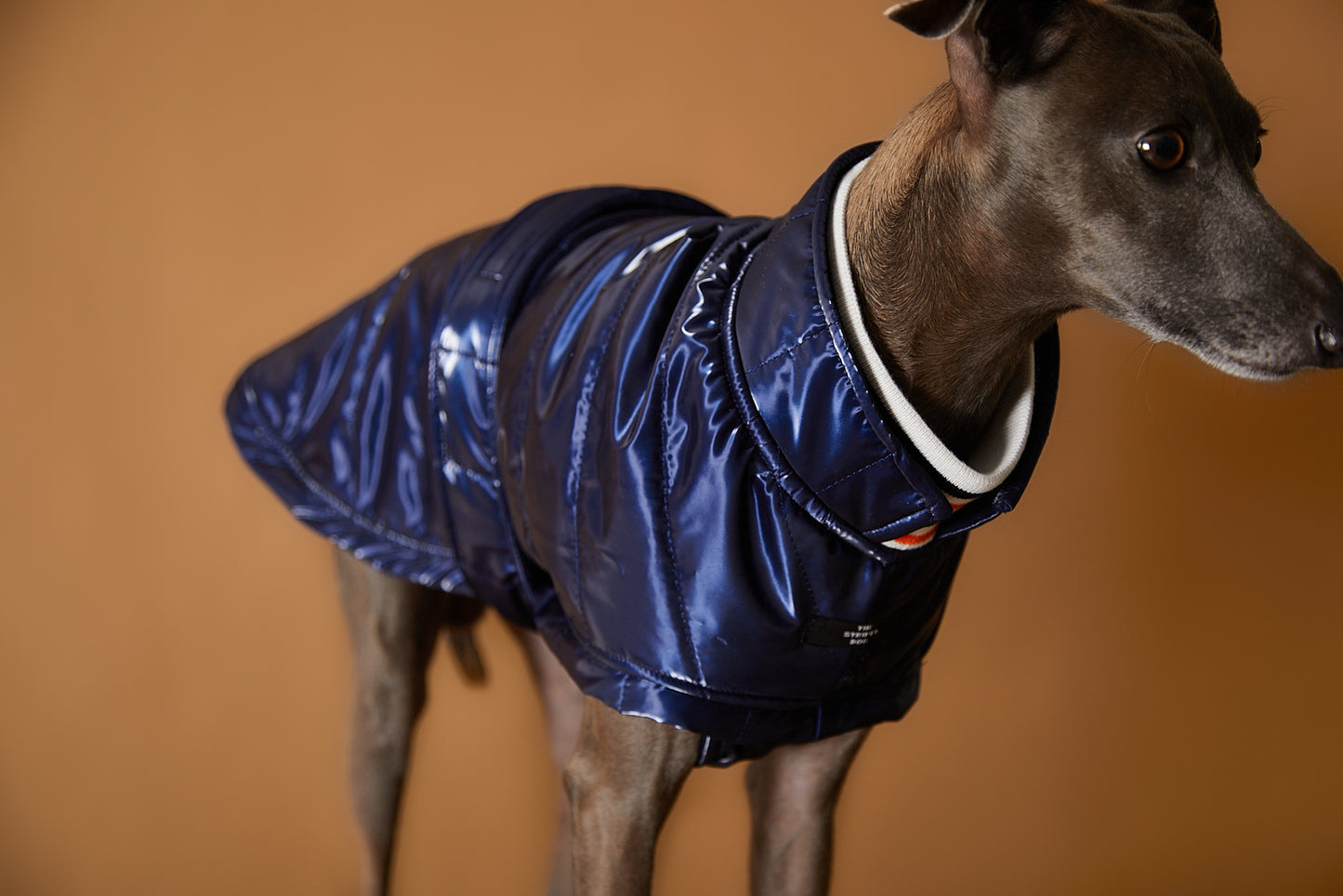 Chaqueta Azul Impermeable Cuello Tortuga Galgo Italiano / Whippet RUE