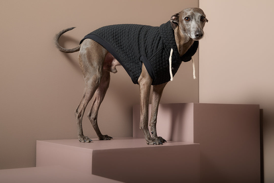 Chaleco Negro Texturizado con Capucha Galgo Italiano / Whippet BIRCH